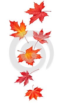 Red maple tree autumn leaves falling isolated on white. Vertical generative AI realistic illustration