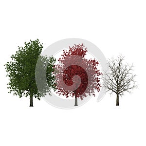 Red maple tree autumn, summer, winter isolated on white background. 3D illustration