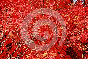 Red Maple Tree autunm in the park