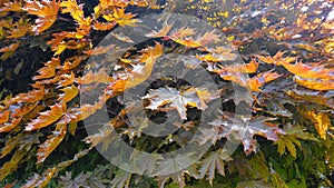 Red maple tree with big and bright leaves in the morning sun close up. Acer rubrum, the red maple, also known as swamp, water or s