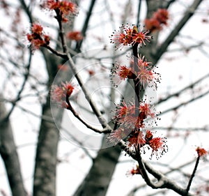 Red Maple Tree in Bloom