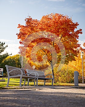 Red maple tree in Cartier-Brebeuf park in Quebec with two benches nearby
