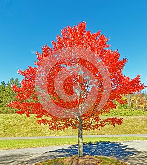 red maple tree in Fall color sunnny blue sky day