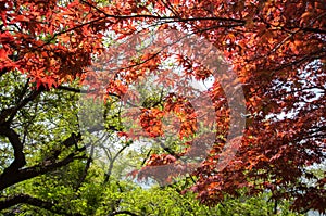 Red Maple with tree full picture