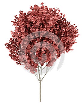 Red maple tree isolated on white