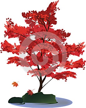 Red maple tree isolated on white illustration