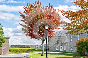 Red maple tree in the La Citadelle de Quebec