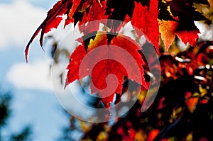 Red Maple tree leaf, back lit