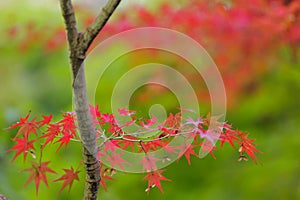 Red maple tree leaves