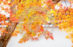 Red Maple Tree Leaves in Autumn