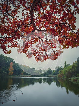 Red maple tree leaves on the branches over the calm lake water. Moody autumn season natural background. Colorful foliage in the