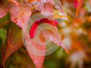 red maple tree leaves , close up photo of red autumn foliage