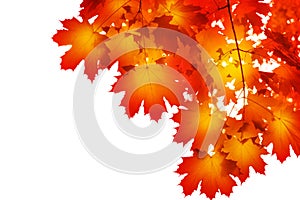 Red maple tree leaves white background isolated close up, red fall maple branches frame, orange autumn lush foliage corner border