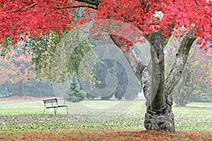 Red maple tree in misty autumn garden