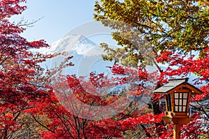 Red maple tree and mount Fuji