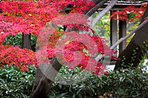 Red Maple Tree on a November Day