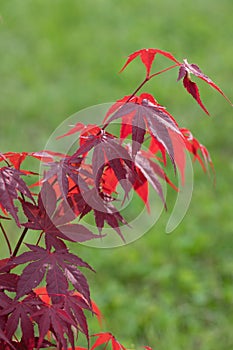 Red maple tree over green, natural background