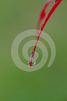 Red maple tree over green, natural background