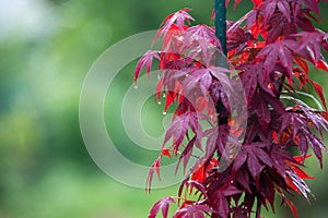 Red maple tree over green, natural background