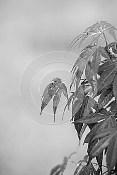 Red maple tree over green, natural background