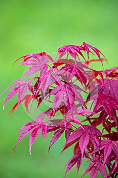 Red maple tree over green, natural background