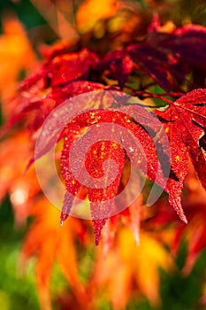 Red maple tree over green, natural background