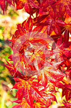 Red maple tree over green, natural background