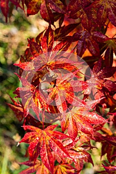 Red maple tree over green, natural background