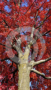 Red maple tree on a sunny blue sky fall day in North Carolina