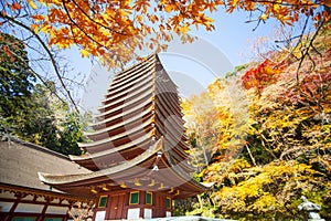 Red maple tree and temp, Kyoto, Japan