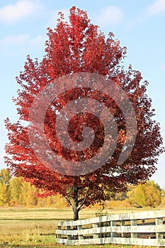 Red maple tree with wooden fence