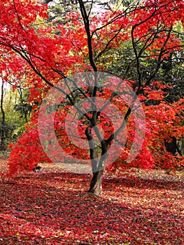 Red Maple Trees in Autumn