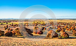 Red maple trees on the grassland