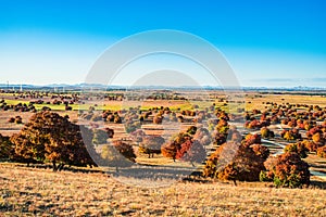 Red maple trees on the grassland