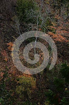 Red Maple trees on a hill in autumn time