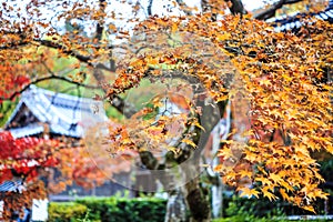 Red maple trees in a japanese garden