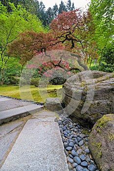 Red Maple Trees at Japanese Garden