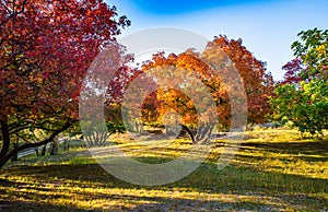 Red maple trees in sunset