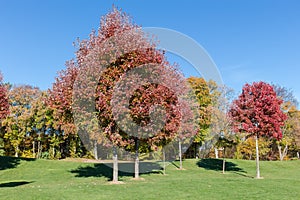 Red maples with autumn leaves on lawn edge in park