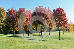 Red maples with autumn leaves on lawn edge in park