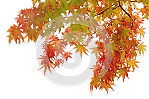 Red maples on branch, Autumn leaves on white background