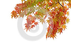 Red maples on branch, Autumn leaves on white background