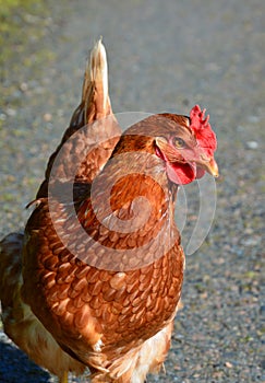 Red Marans Chicken