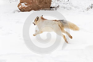 Red Marble Fox Vulpes vulpes Bounds Away to Left Winter