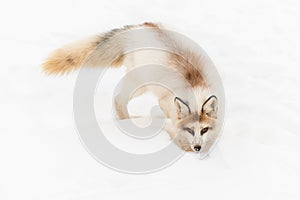 Red Marble Fox Vulpes vulpes Digs in Snow photo
