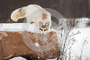 Red Marble Fox Vulpes vulpes Pushes Snow Down Side of Rock