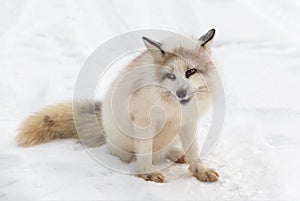 Red Marble Fox Vulpes vulpes Sits With Cocked Head