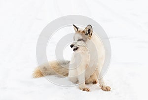 Red Marble Fox Vulpes vulpes Sits in Snow Facing Left Winter