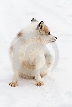 Red Marble Fox Vulpes vulpes Sits in Snow Looking Right Winter