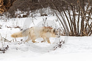 Red Marble Fox Vulpes vulpes Stalks Right in Snow Winter
